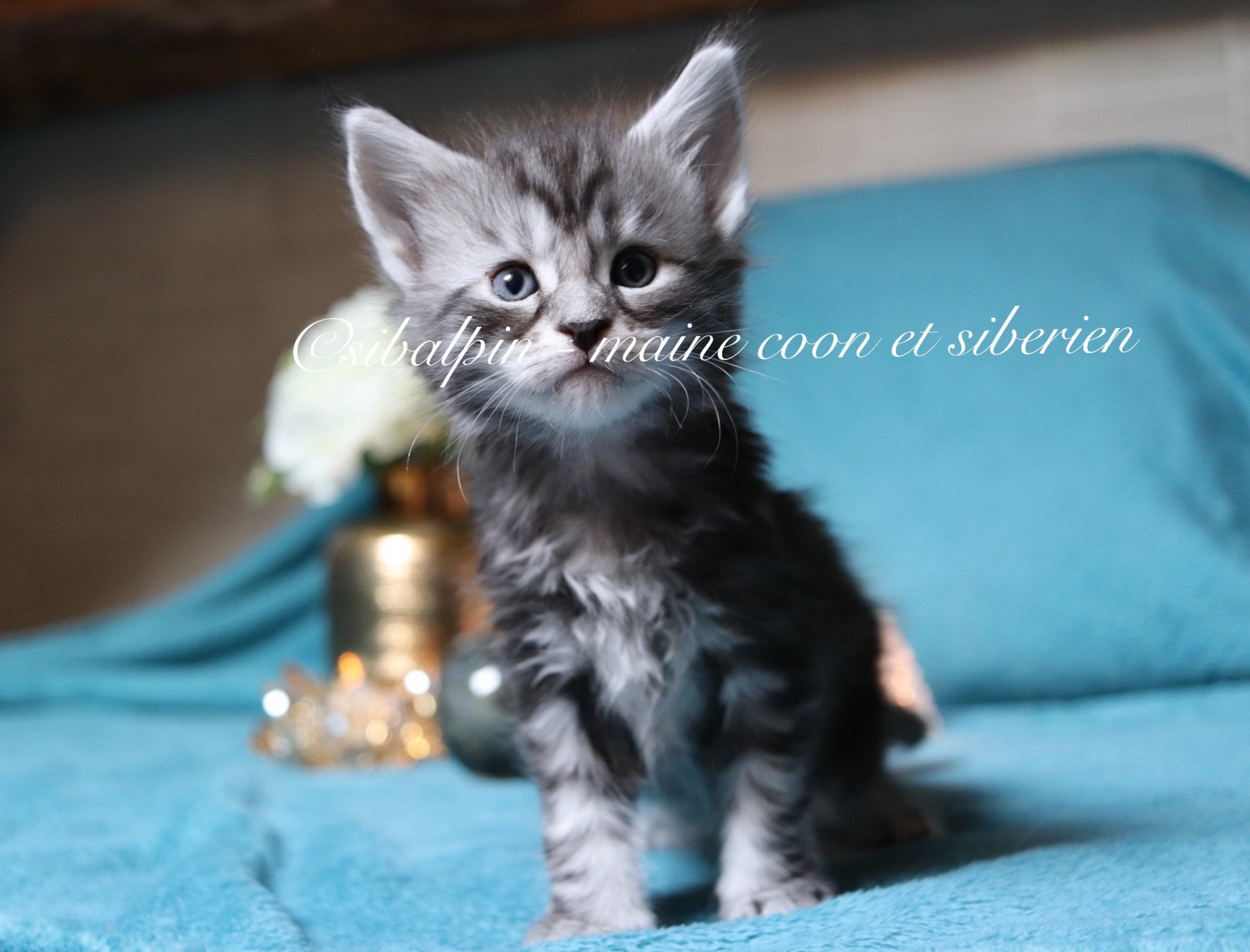 Portée Skara Spartacus 2023 : Skara Maine coon black tortie silver