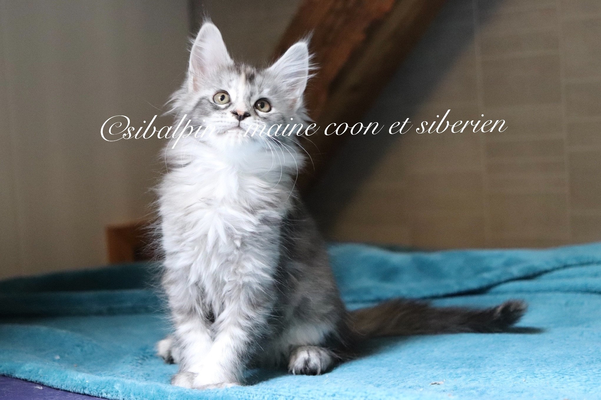 Portée Skara Spartacus 2023 : Skara Maine coon black tortie silver