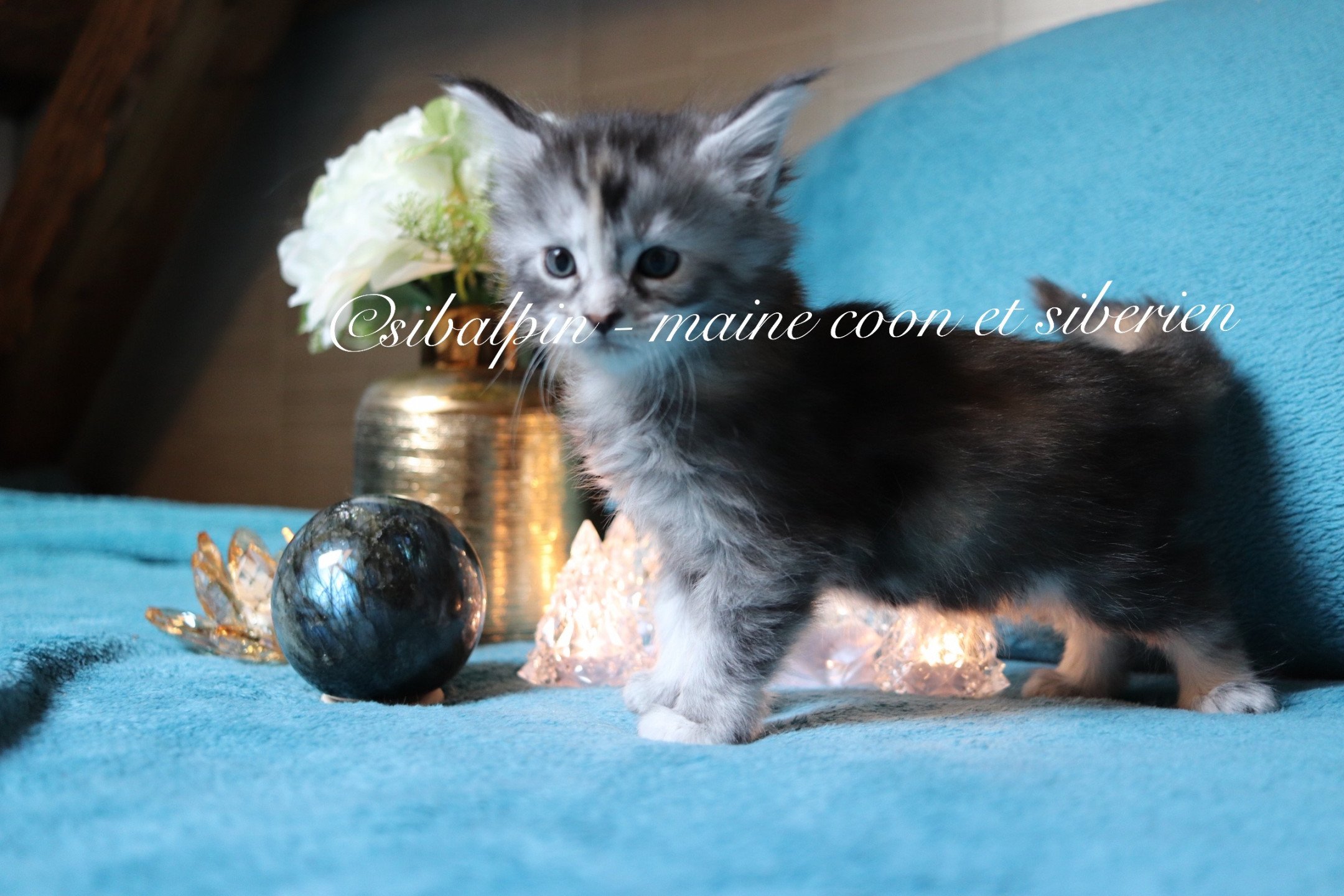 Portée Skara Spartacus 2023 : Skara Maine coon black tortie silver