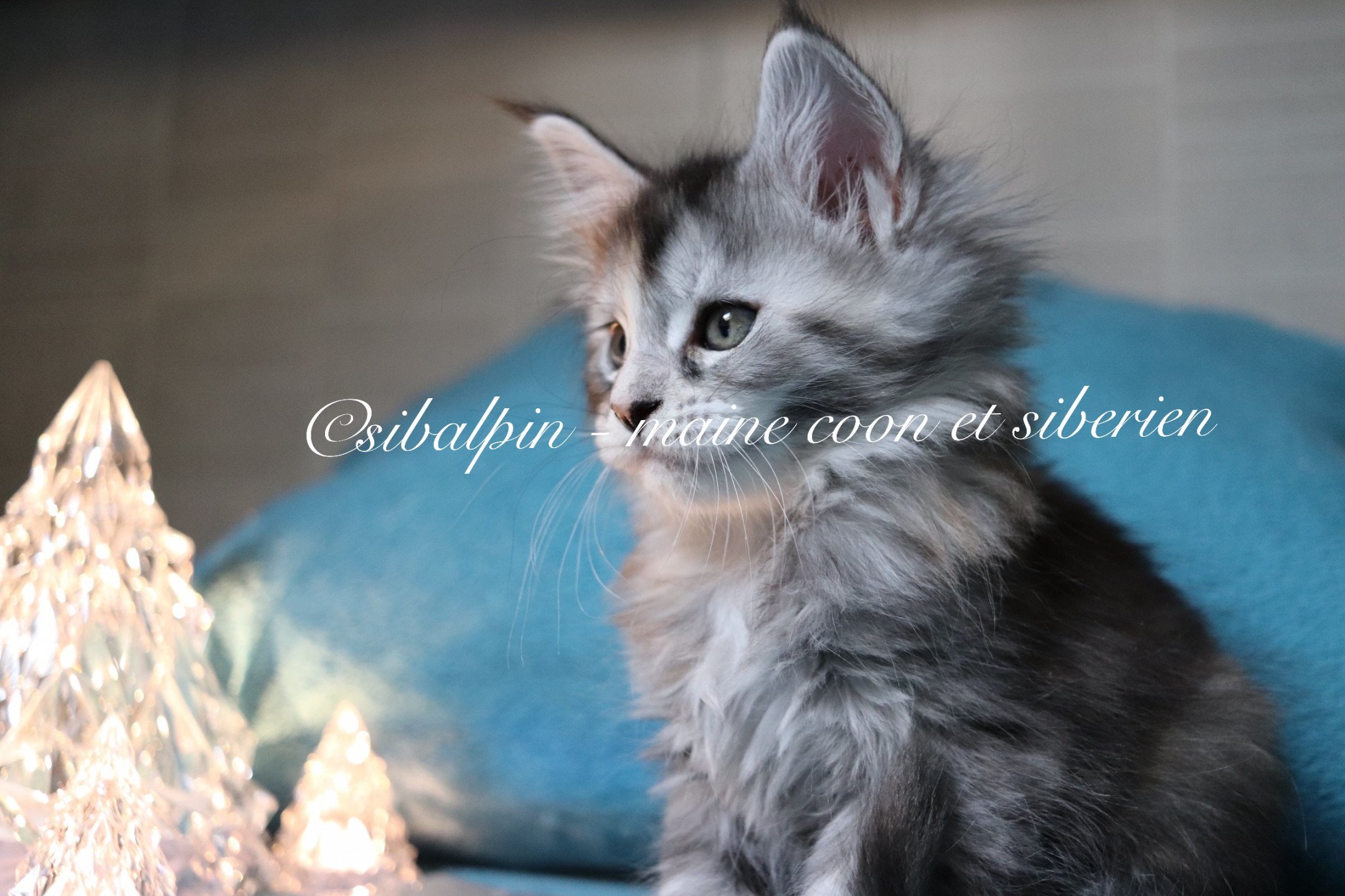 Portée Skara Spartacus 2023 : Skara Maine coon black tortie silver