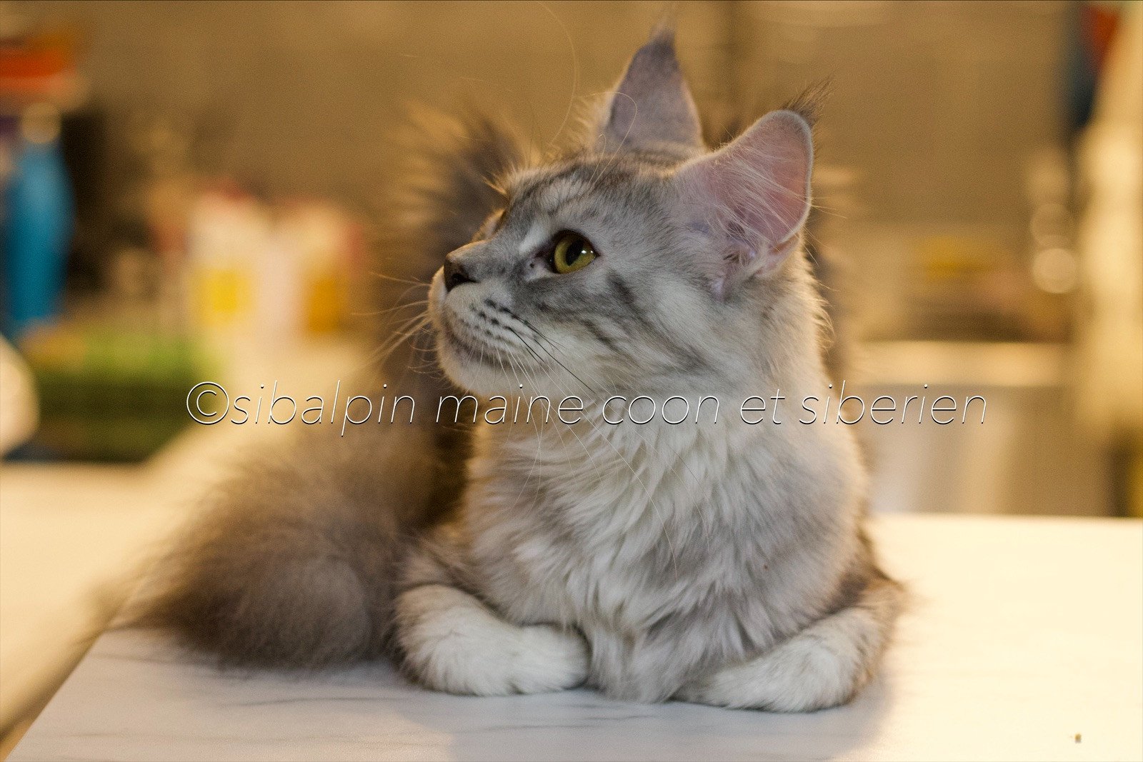 Skara Du Cocoon d’Aurore - Chat Maine coon Savoie | Elevage Sibalpin