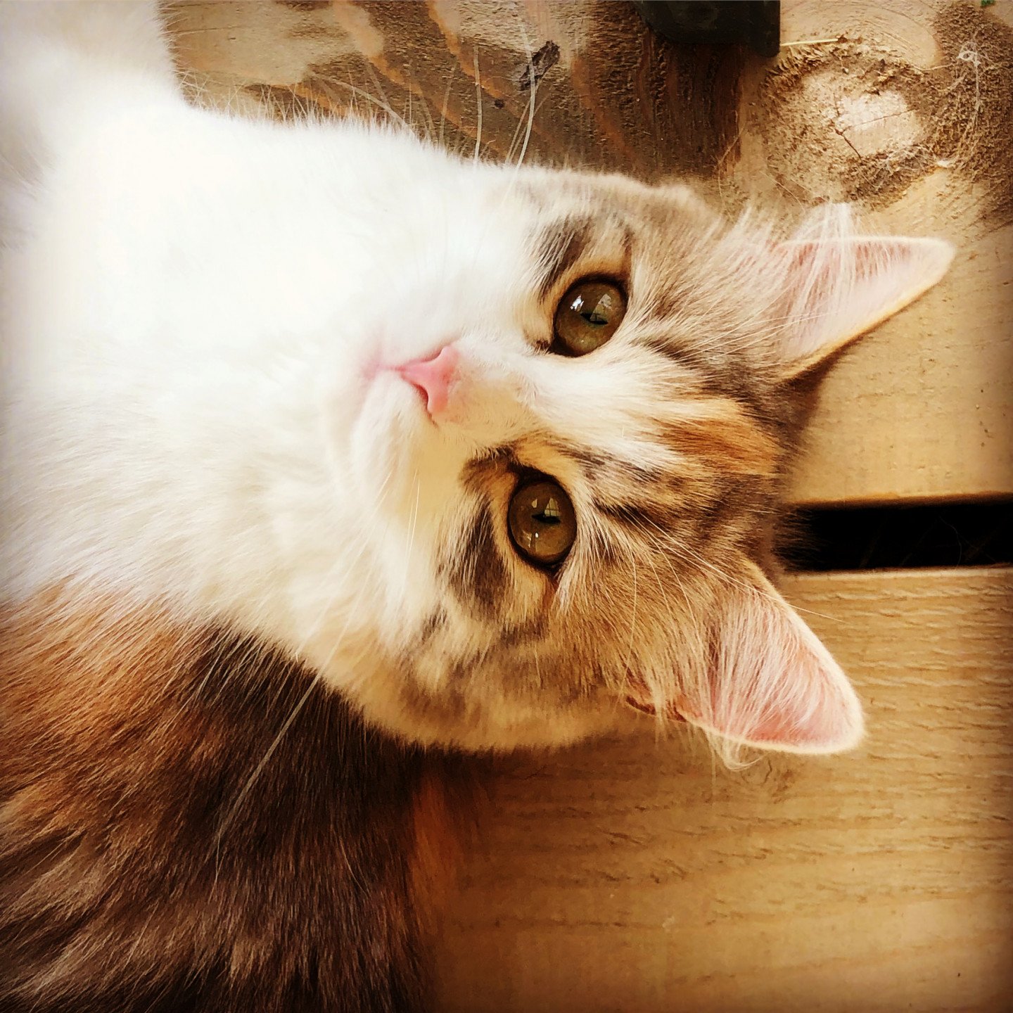Piou Chat Siberien Savoie Elevage Sibalpin Piou Chat Siberien Savoie Elevage Sibalpin