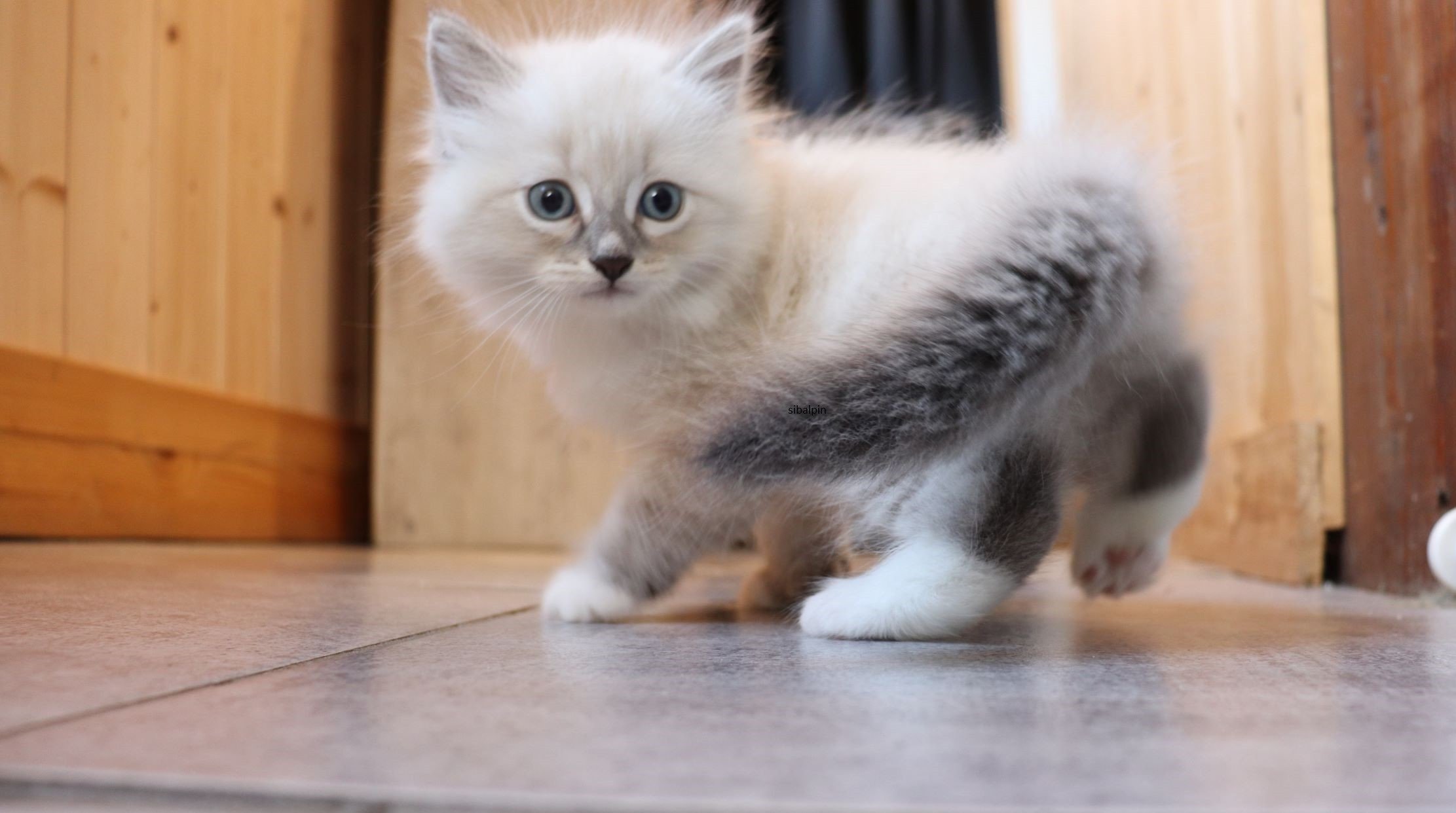 Sibalpin Reykjavik Chaton Siberien Savoie Elevage Sibalpin