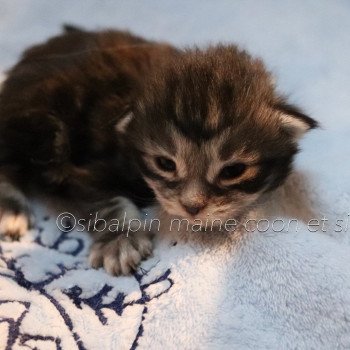 chaton Maine coon black silver blotched tabby Ultra Las Vegas Elevage Sibalpin