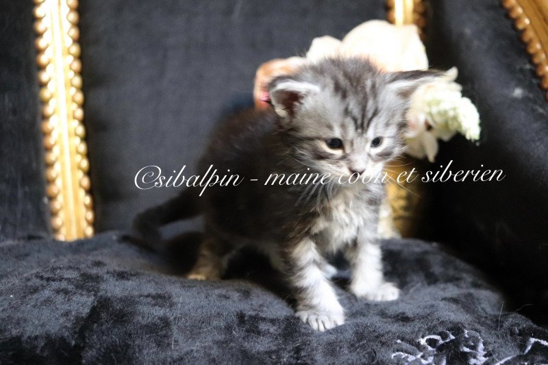 Ultra Las Vegas Mâle Maine coon Ultra Las Vegas Mâle Maine coon