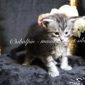 chaton Maine coon black silver blotched tabby Ultra Las Vegas Elevage Sibalpin