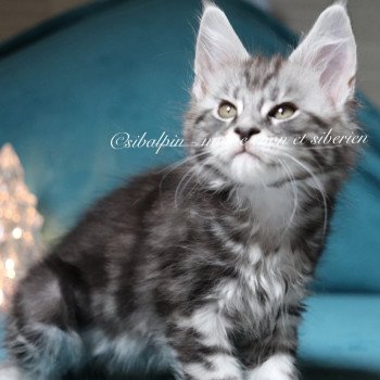 chaton Maine coon black silver blotched tabby Ultra Las Vegas renommé Utès Elevage Sibalpin