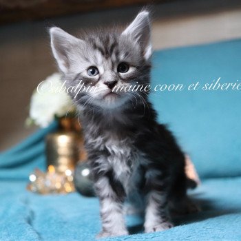 chaton Maine coon black silver blotched tabby Ultra Las Vegas renommé Utès Elevage Sibalpin