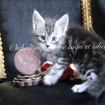 chaton Maine coon black silver blotched tabby Ultra Las Vegas renommé Utès Elevage Sibalpin