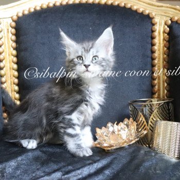 chaton Maine coon black silver blotched tabby Ultra Las Vegas renommé Utès Elevage Sibalpin