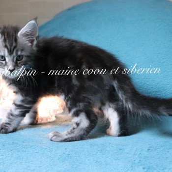 chaton Maine coon black silver blotched tabby Ultra Las Vegas renommé Utès Elevage Sibalpin