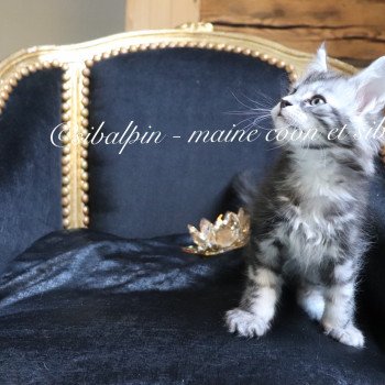 chaton Maine coon black silver blotched tabby Ultra Las Vegas renommé Utès Elevage Sibalpin