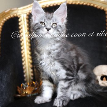 chaton Maine coon black silver blotched tabby Ultra Las Vegas renommé Utès Elevage Sibalpin