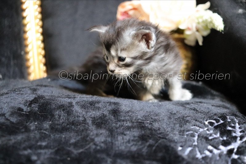 Unity Femelle Maine coon Unity Femelle Maine coon
