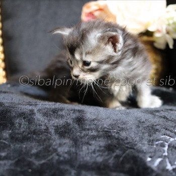 chaton Maine coon black silver ticked tabby Unity - collier rouge Elevage Sibalpin