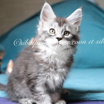 chaton Maine coon black silver ticked tabby Unity Elevage Sibalpin