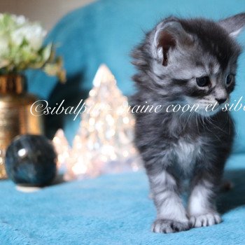 chaton Maine coon black silver ticked tabby Unity Elevage Sibalpin