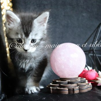 chaton Maine coon black silver ticked tabby Unity Elevage Sibalpin