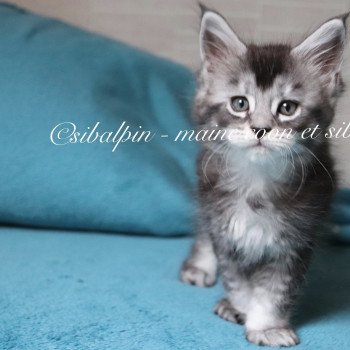 chaton Maine coon black silver ticked tabby Unity Elevage Sibalpin