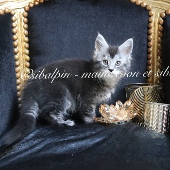 chaton Maine coon black silver ticked tabby Unity Elevage Sibalpin