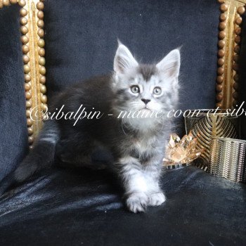 chaton Maine coon black silver ticked tabby Unity Elevage Sibalpin