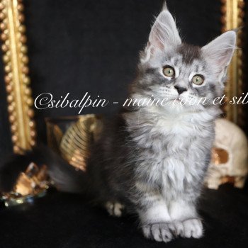 chaton Maine coon black silver ticked tabby Unity Elevage Sibalpin