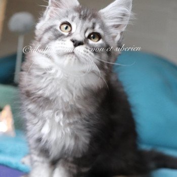 chaton Maine coon black silver ticked tabby Unity Elevage Sibalpin