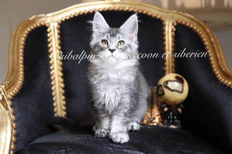 Unity Femelle Maine coon
