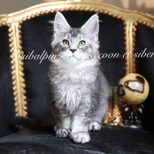 Unity Femelle Maine coon