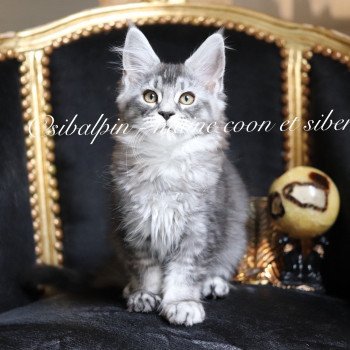 chaton Maine coon black silver ticked tabby Unity Elevage Sibalpin