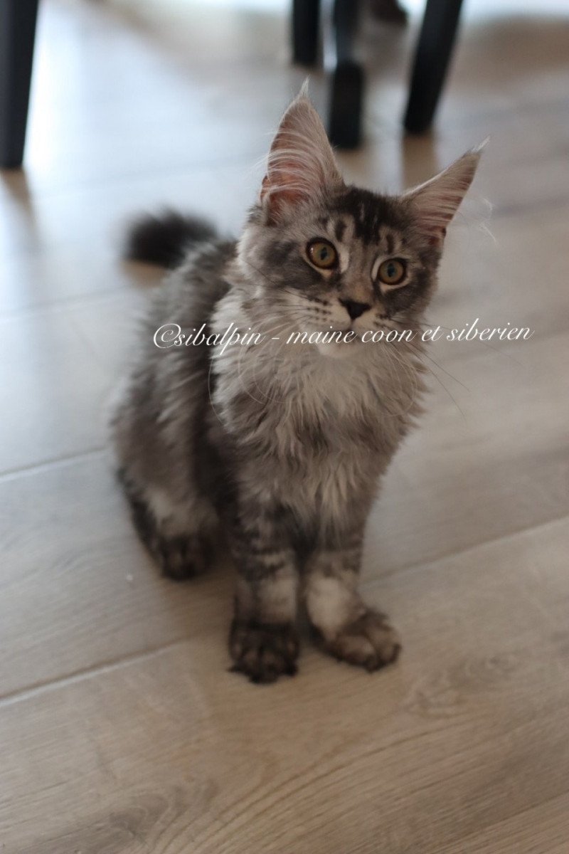 Unity Femelle Maine coon