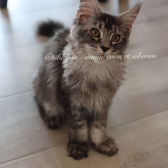 Unity Femelle Maine coon