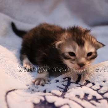 chaton Maine coon black silver ticked tabby Upie - collier violet Elevage Sibalpin