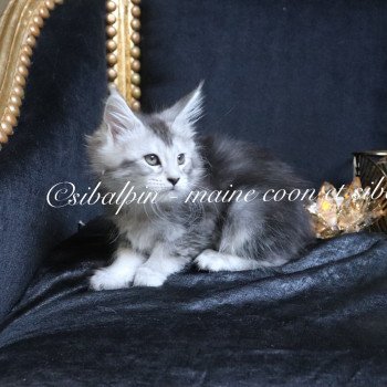 chaton Maine coon black silver ticked tabby Upie Elevage Sibalpin