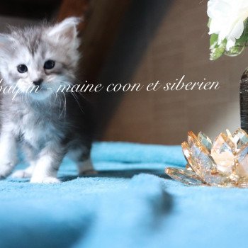 chaton Maine coon black silver ticked tabby Upie Elevage Sibalpin