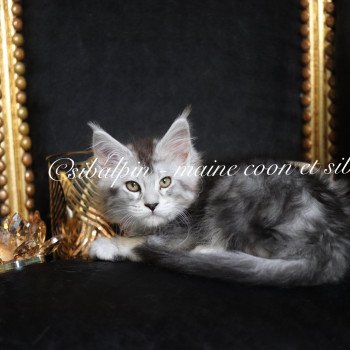 chaton Maine coon black silver ticked tabby Upie Elevage Sibalpin