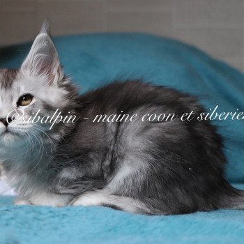chaton Maine coon black silver ticked tabby Upie Elevage Sibalpin
