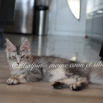 chaton Maine coon black silver ticked tabby Upie Elevage Sibalpin