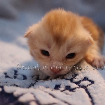 chaton Maine coon red silver tabby Urval Elevage Sibalpin chaton Maine coon red silver tabby Urval Elevage Sibalpin