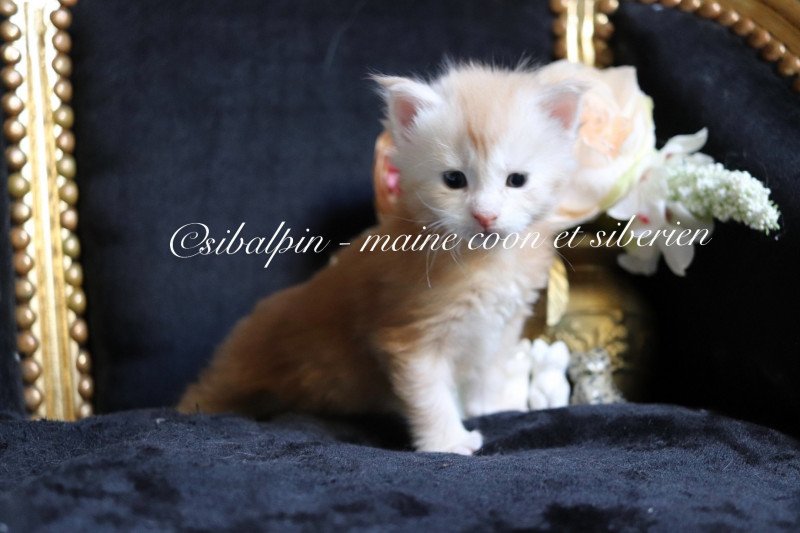 Urval Mâle Maine coon Urval Mâle Maine coon