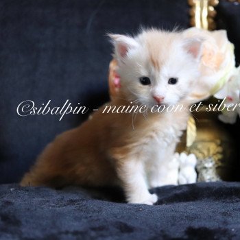 chaton Maine coon red silver tabby Urval Elevage Sibalpin