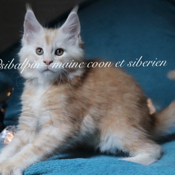 chaton Maine coon red silver tabby Urval Elevage Sibalpin chaton Maine coon red silver tabby Urval Elevage Sibalpin