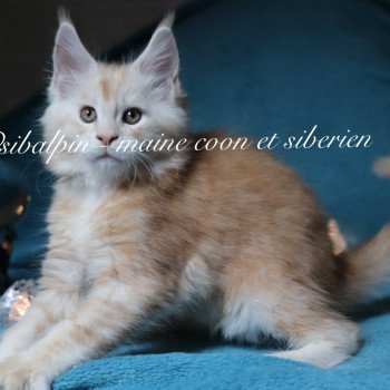 chaton Maine coon red silver tabby Urval Elevage Sibalpin