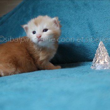 chaton Maine coon red silver tabby Urval Elevage Sibalpin