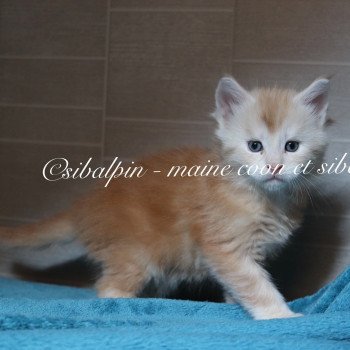 chaton Maine coon red silver tabby Urval Elevage Sibalpin