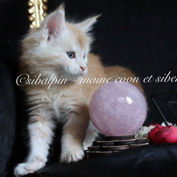 chaton Maine coon red silver tabby Urval Elevage Sibalpin chaton Maine coon red silver tabby Urval Elevage Sibalpin