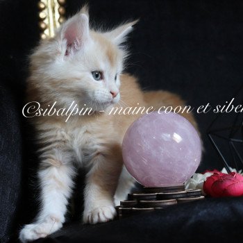 chaton Maine coon red silver tabby Urval Elevage Sibalpin