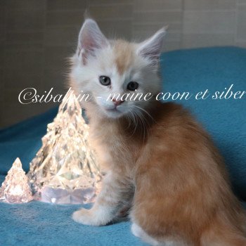 chaton Maine coon red silver tabby Urval Elevage Sibalpin