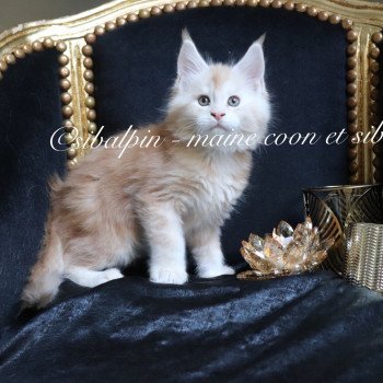 chaton Maine coon red silver tabby Urval Elevage Sibalpin