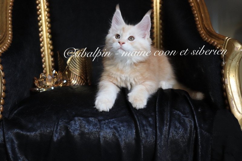 Urval Mâle Maine coon Urval Mâle Maine coon